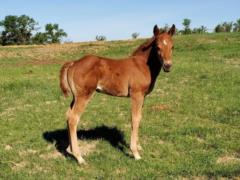 Shrimp Bartender JW <BR> AQHA PENDING